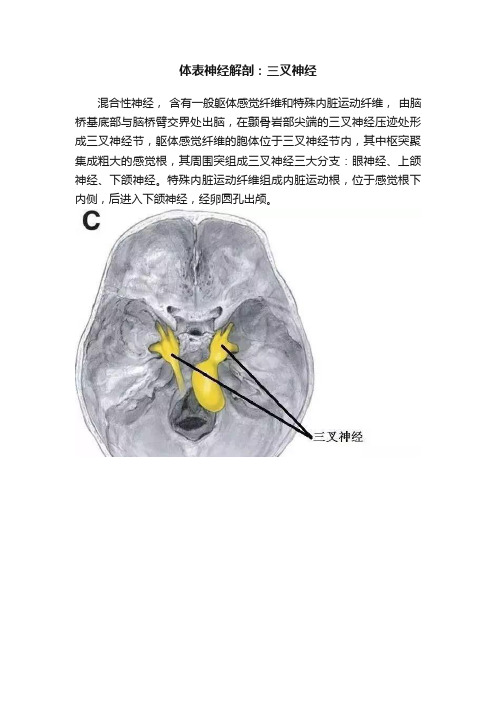 体表神经解剖：三叉神经