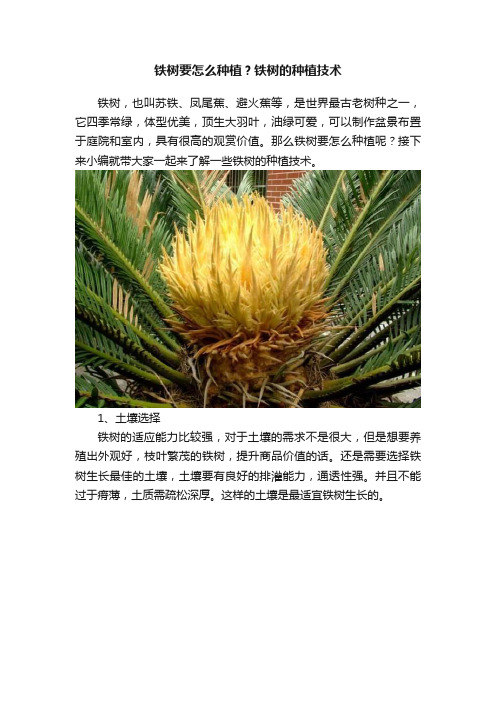 铁树要怎么种植？铁树的种植技术