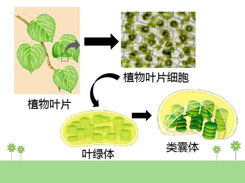 光合色素的提取与分离