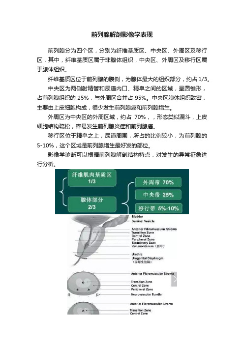 前列腺解剖影像学表现