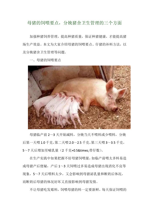 母猪的饲喂要点,分娩猪舍卫生管理的三个方面