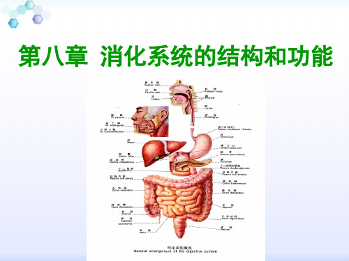 消化系统解剖结构