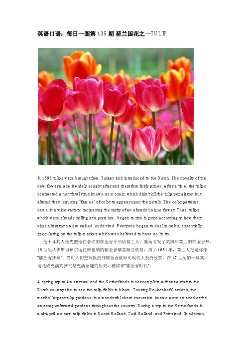 英语口语：每日一图第135期 荷兰国花之---TULIP