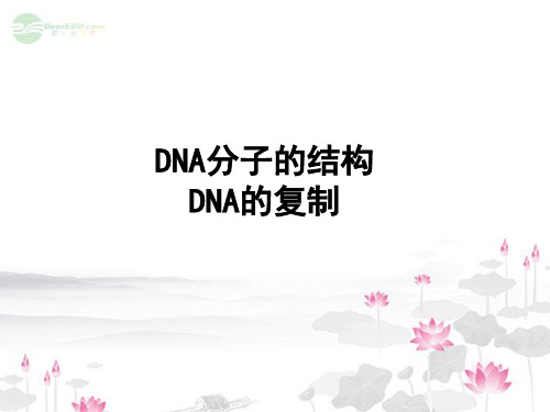 DNA分子的结构和DNA分子的复制