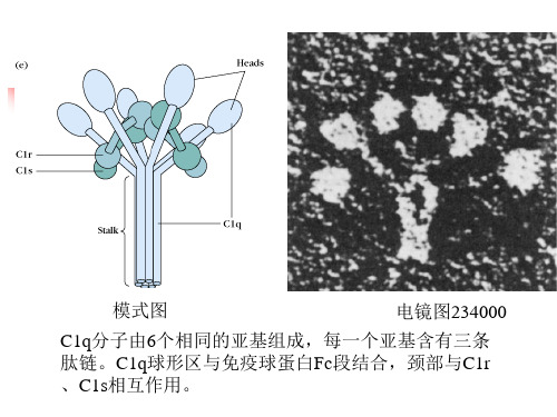 第六章补体