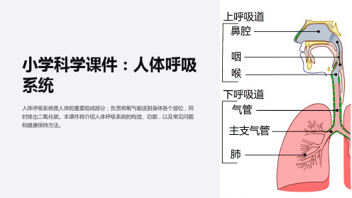 《小学科学课件：人体呼吸系统》