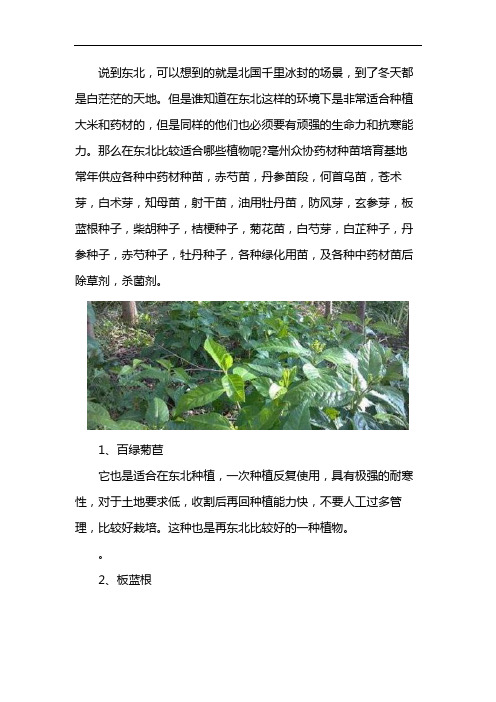 东北地区适合种植的药材