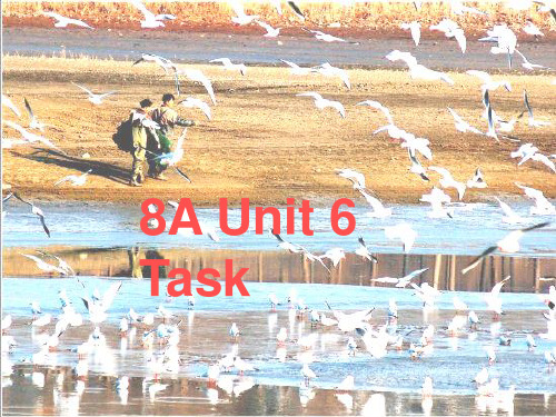 八年级英语上册《Unit 6 Bird watching Task》课件3 (新版)牛津版