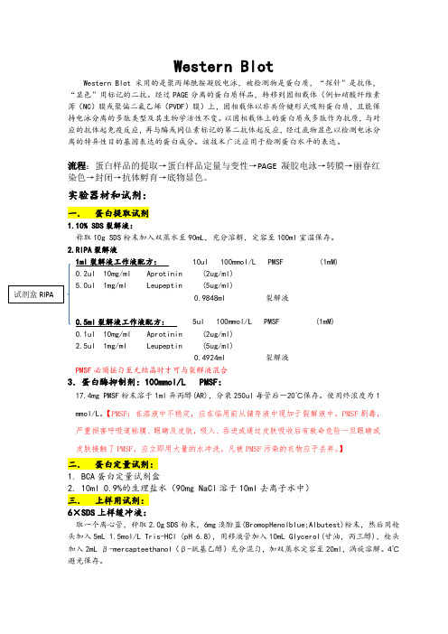 Western blot详细操作过程