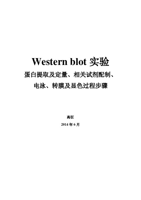 Western blot步骤实验蛋白提取及定量、相关试剂配制、电泳转膜及显色过程(全) (1)