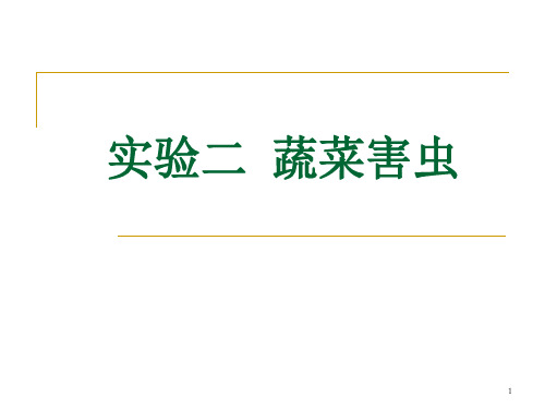 农业昆虫学实验：实验二蔬菜害虫