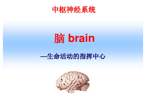 中枢神经系统-脑位置分部、脑干-精品医学课件