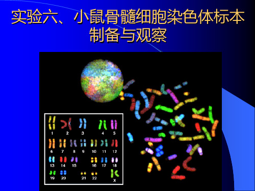 实验6小鼠骨髓细胞染色体标本制备与观察