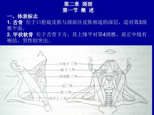 人体解剖学资料—颈部