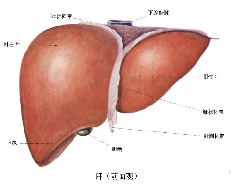 肝切除术PPT精选文档