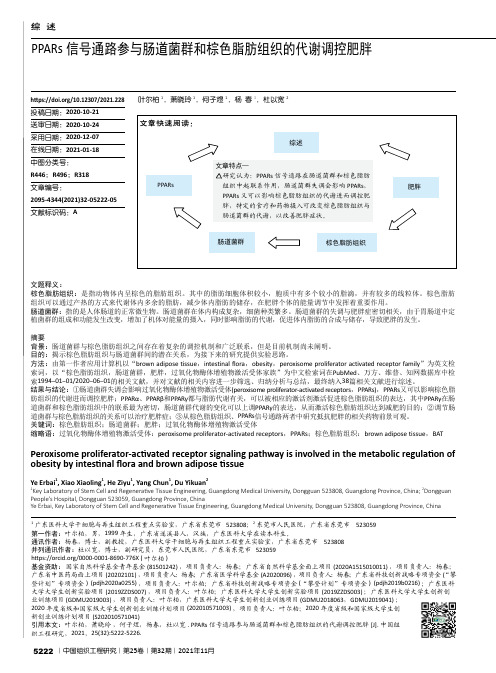 PPARs信号通路参与肠道菌群和棕色脂肪组织的代谢调控肥胖