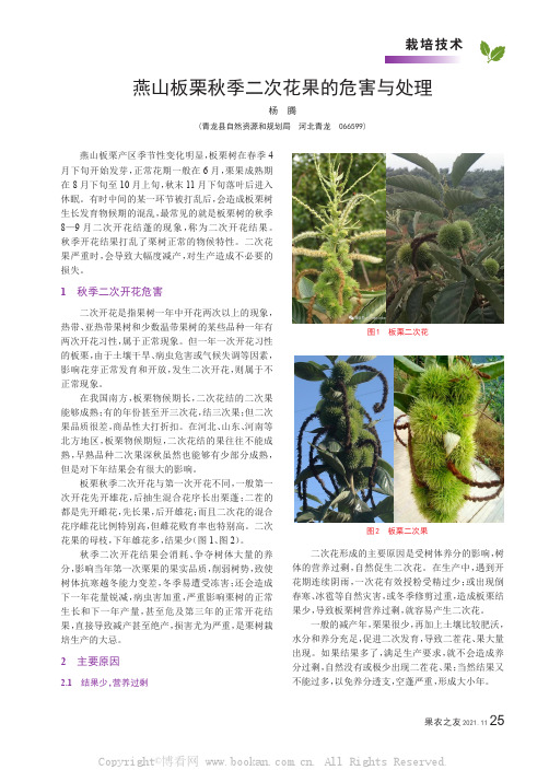 燕山板栗秋季二次花果的危害与处理