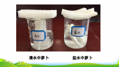 人教版高中生物课件：必修一4.3物质跨膜运输的方式 (共22张PPT)