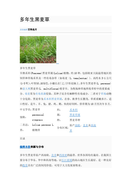 多年生黑麦草