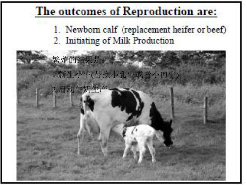 畜牧兽医奶牛的繁殖管理reproductive management china