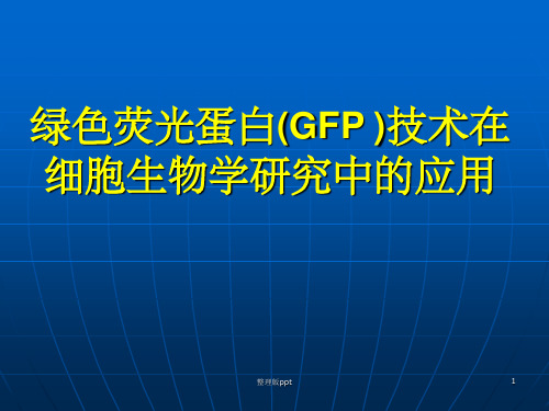 绿色荧光蛋白(GFP)技术在细胞生物学研究中的应用