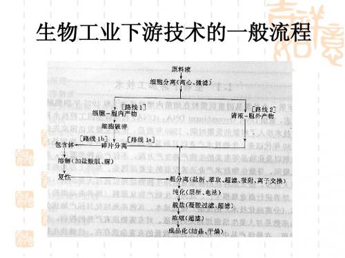 生物工业下游技术  细胞破碎