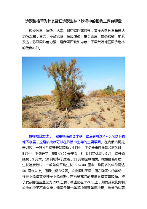 沙漠梭梭草为什么能在沙漠生存？沙漠中的植物主要有哪些