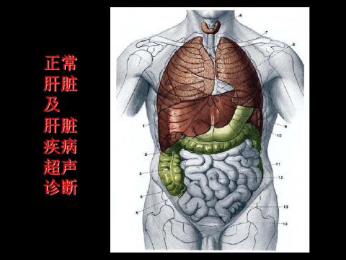 肝脏超声诊断