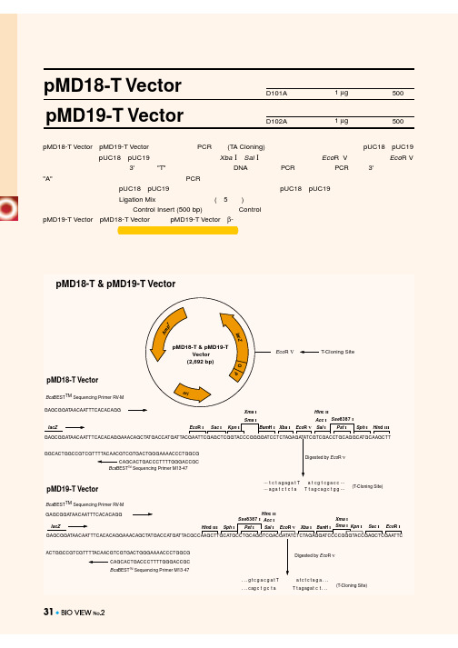 PMD19T 质粒图谱