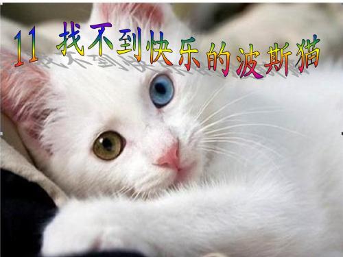 找不到快乐的波斯猫课件