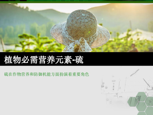 植物必需营养元素-硫20200522