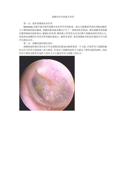 鼓膜对声压的放大作用