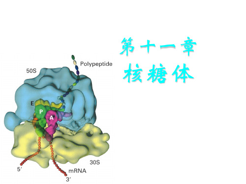 核糖体(ribosome)2精品课件