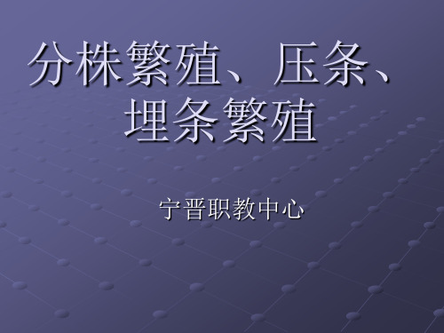 分株繁殖、压条、