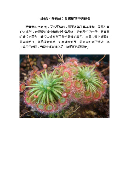 毛毡苔（茅膏菜）食虫植物中美丽者