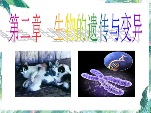 生物的遗传与变异复习公开课课件