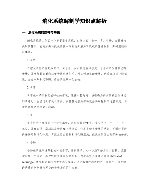 消化系统解剖学知识点解析