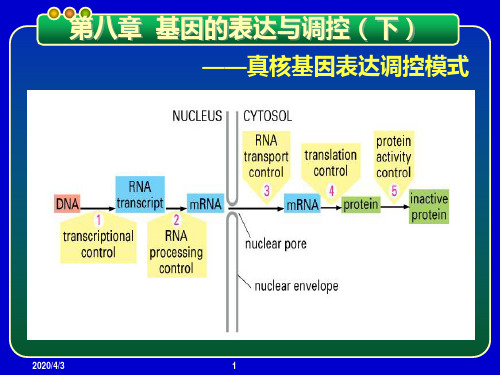 基因工程PPT课件 第八章 基因的表达与调控-真核基因表达调控模式