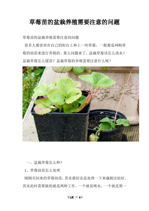 草莓苗的盆栽养殖需要注意的问题