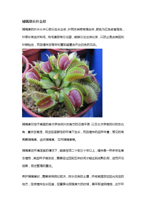 捕蝇草长什么样