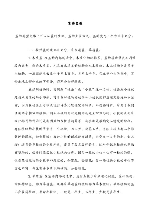 素材 茎的类型