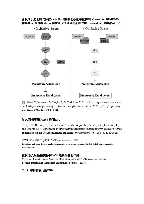 cav1 综述