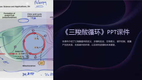 《三羧酸循环》课件