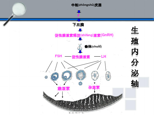 医学专题下丘脑垂体性腺轴与生殖调节