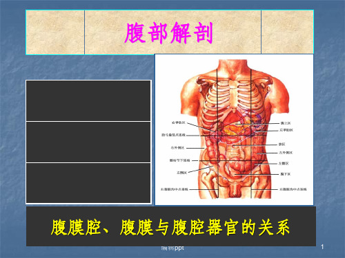 腹部的局部解剖