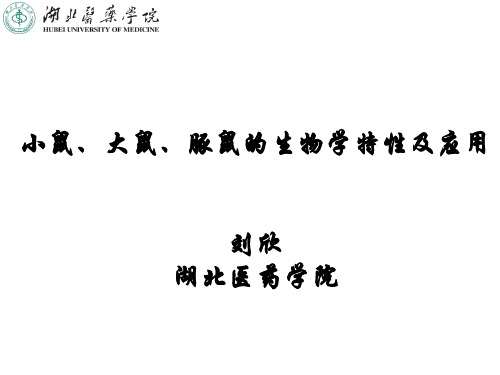 小鼠、大鼠、豚鼠的生物学特性及应用