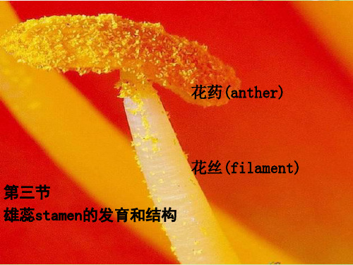 植物学课件-8-flower-2 雄蕊发育