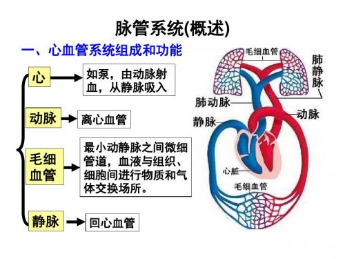 系统解剖学心脏