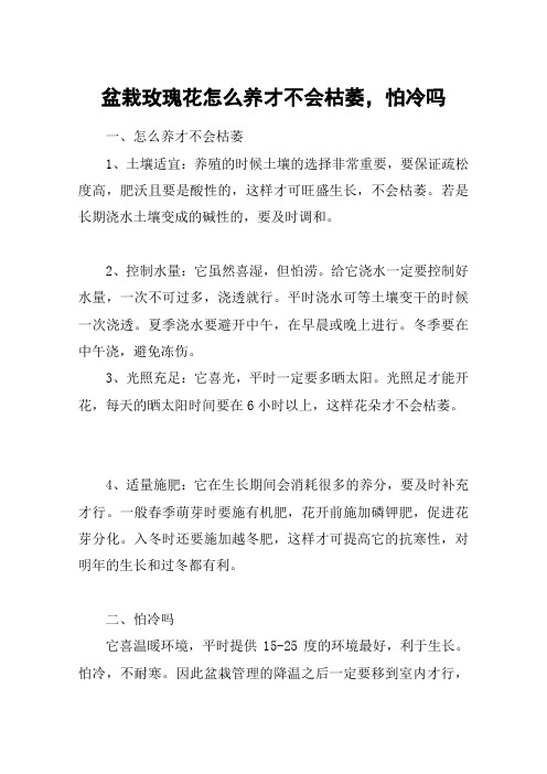 盆栽玫瑰花怎么养才不会枯萎,怕冷吗