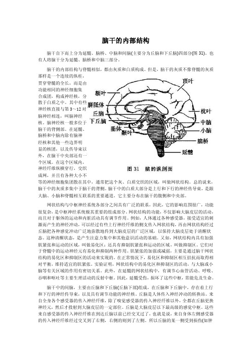 脑干的内部结构